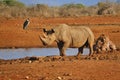 Rino in the Tsavo East and Tsavo West National Park Royalty Free Stock Photo