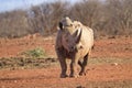 Rino in the Tsavo East and Tsavo West National Park Royalty Free Stock Photo