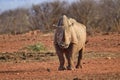 Rino in the Tsavo East and Tsavo West National Park Royalty Free Stock Photo