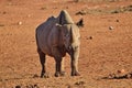 Rino in the Tsavo East and Tsavo West National Park Royalty Free Stock Photo