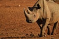 Rino in the Tsavo East and Tsavo West National Park Royalty Free Stock Photo