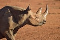 Rino in the Tsavo East and Tsavo West National Park Royalty Free Stock Photo