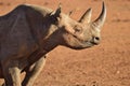 Rino in the Tsavo East and Tsavo West National Park Royalty Free Stock Photo