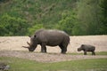 Rino and Young Royalty Free Stock Photo