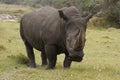 Rinoceros male grazing Royalty Free Stock Photo