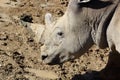 Rinoceros portrait Royalty Free Stock Photo