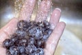 Rinsing Blueberries