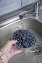 Rinsing blueberries in a stainless steel colander under running water