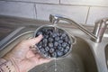 Rinsing blueberries in a stainless steel colander under running water