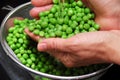 Rinsing green peas Royalty Free Stock Photo