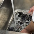 Rinsing mussels