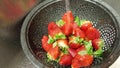 Rinsing Strawberries Royalty Free Stock Photo