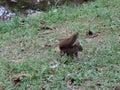 Rio de Janeiro Botanical Garden Squirrel in Grass