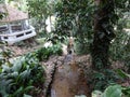 Rio de Janeiro Botanical Garden Waterfall