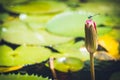 Rio de Janeiro Brazil botanical garden