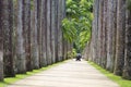 Rio de Janeiro, Brazil, Botanical garden. Royal palms.