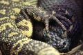 Rio fuente beaded lizard Royalty Free Stock Photo