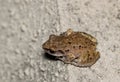 Rio Grande Chirping Frog Eleutherodactylus cystignathoides.