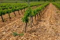 Rioja grape vine yard agriculture coltivation in galicia, spain Royalty Free Stock Photo