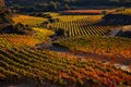 Rioja vineyard Spain