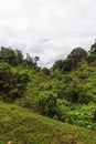 A riot of greenery on the mountain Aberdare. Kenya, Africa Royalty Free Stock Photo