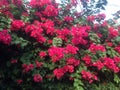Riot of red bougainvilleas Royalty Free Stock Photo