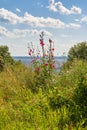 The riot of summer-meadow and flowers over the Volga Russia in the summer noon