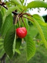 Rip cherry in the green leaves Royalty Free Stock Photo