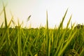 Rip paddy plant closeup on white landscape background Royalty Free Stock Photo