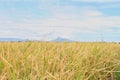 Rip Rice Field And Sky Background Royalty Free Stock Photo