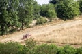 Agriculturer, field worker, peasant, ploughing a field and harvesting hay with its tractor in Ripanj, in the Serbian countryside,