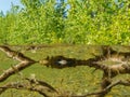 Riparian ecosystem taiga lake shallow shore water