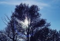 Silhouette of the trees at sunset with their branches almost without leaves.