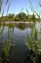 Riparian Pond Reflection