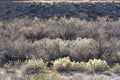 Riparian Vegetation Along the Virgin River with Willows and Brush in Winter