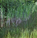 Waterside with riparian vegetation