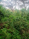 Riparian vegetation and trees in machakos kenya
