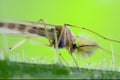 Riparius culicidae culex mosquito Royalty Free Stock Photo