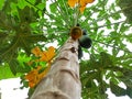 Ripe Abundance: A Glimpse of a Papaya Tree's Bountiful Harvest from Below