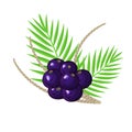 Ripe acai berries, palm leaves and branches. Brazilian superfruit. Euterpe oleracea. Superfood for healthy life Royalty Free Stock Photo