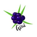 Ripe acai berries and palm leaves. Brazilian superfruit. Euterpe oleracea. Superfood for healthy life