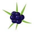 Ripe acai berries and palm leaves. Brazilian superfruit. Euterpe oleracea. Superfood for healthy life