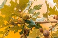 Ripe acorns on an Oak tree Royalty Free Stock Photo