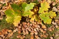 Ripe acorns on the forest floor Royalty Free Stock Photo