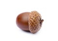 Ripe acorns isolated Royalty Free Stock Photo