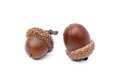 Ripe acorns isolated Royalty Free Stock Photo