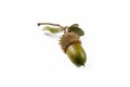 Ripe acorns isolated on a white background