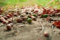 Ripe acorns Royalty Free Stock Photo