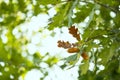 Ripe acorns on oak tree branch. Royalty Free Stock Photo