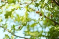 Ripe acorns on oak tree branch. Royalty Free Stock Photo